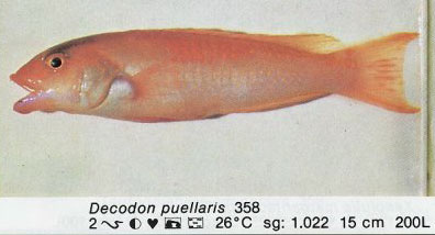 Decodon puellaris